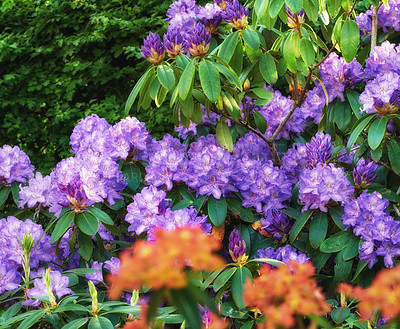 Buy stock photo Shot of beautiful flowers outside