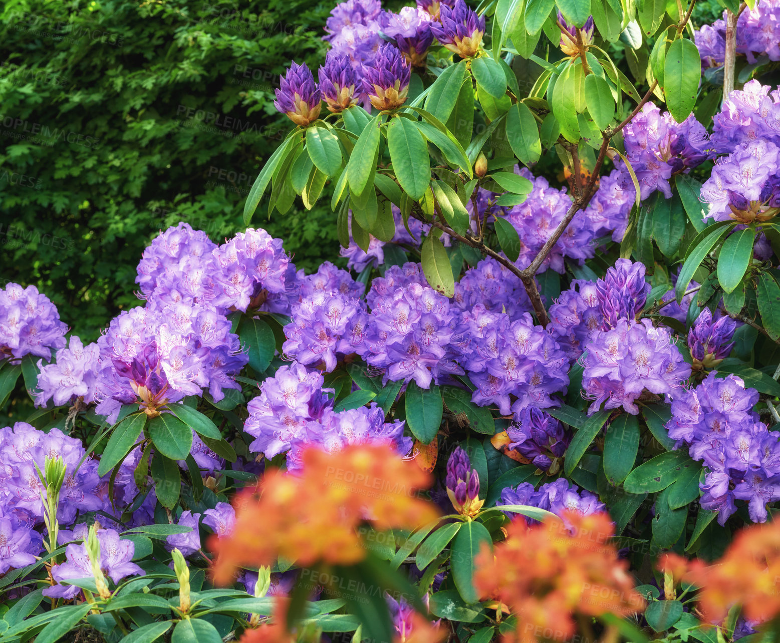 Buy stock photo Shot of beautiful flowers outside