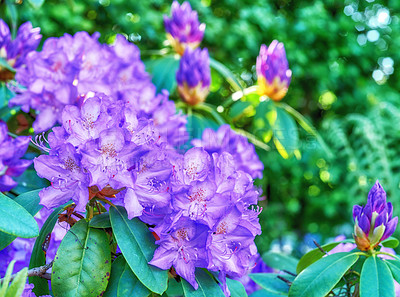 Buy stock photo Shot of beautiful flowers outside