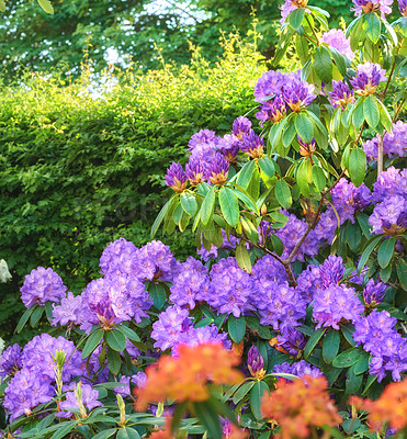 Buy stock photo Shot of beautiful flowers outside