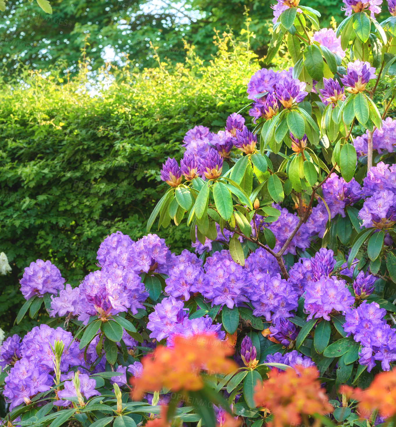 Buy stock photo Shot of beautiful flowers outside