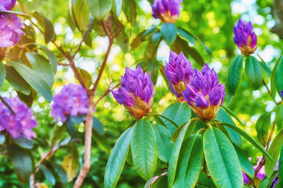 Buy stock photo Shot of beautiful flowers outside