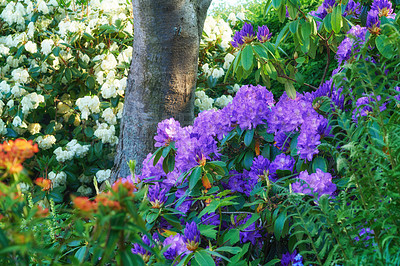 Buy stock photo Shot of beautiful flowers outside