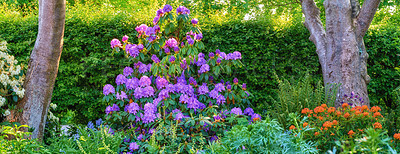 Buy stock photo Shot of beautiful flowers outside