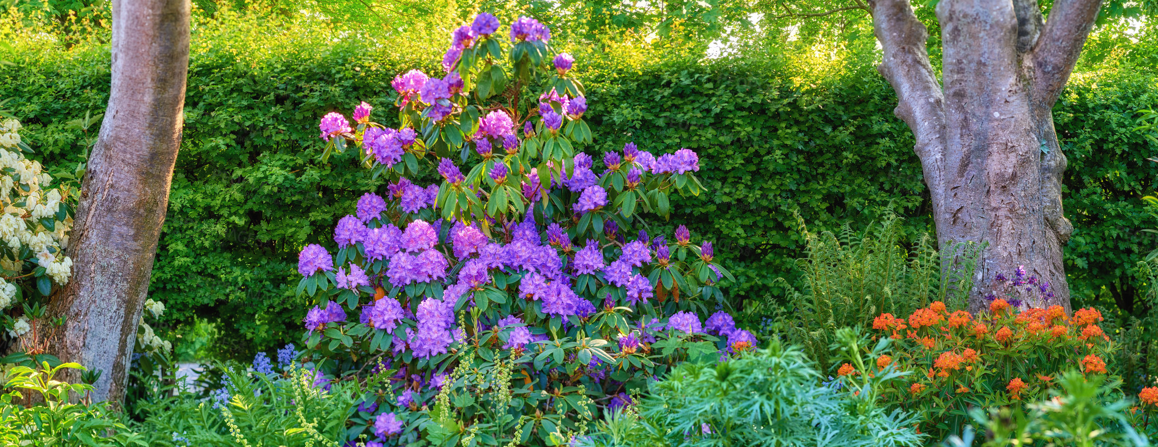 Buy stock photo Shot of beautiful flowers outside