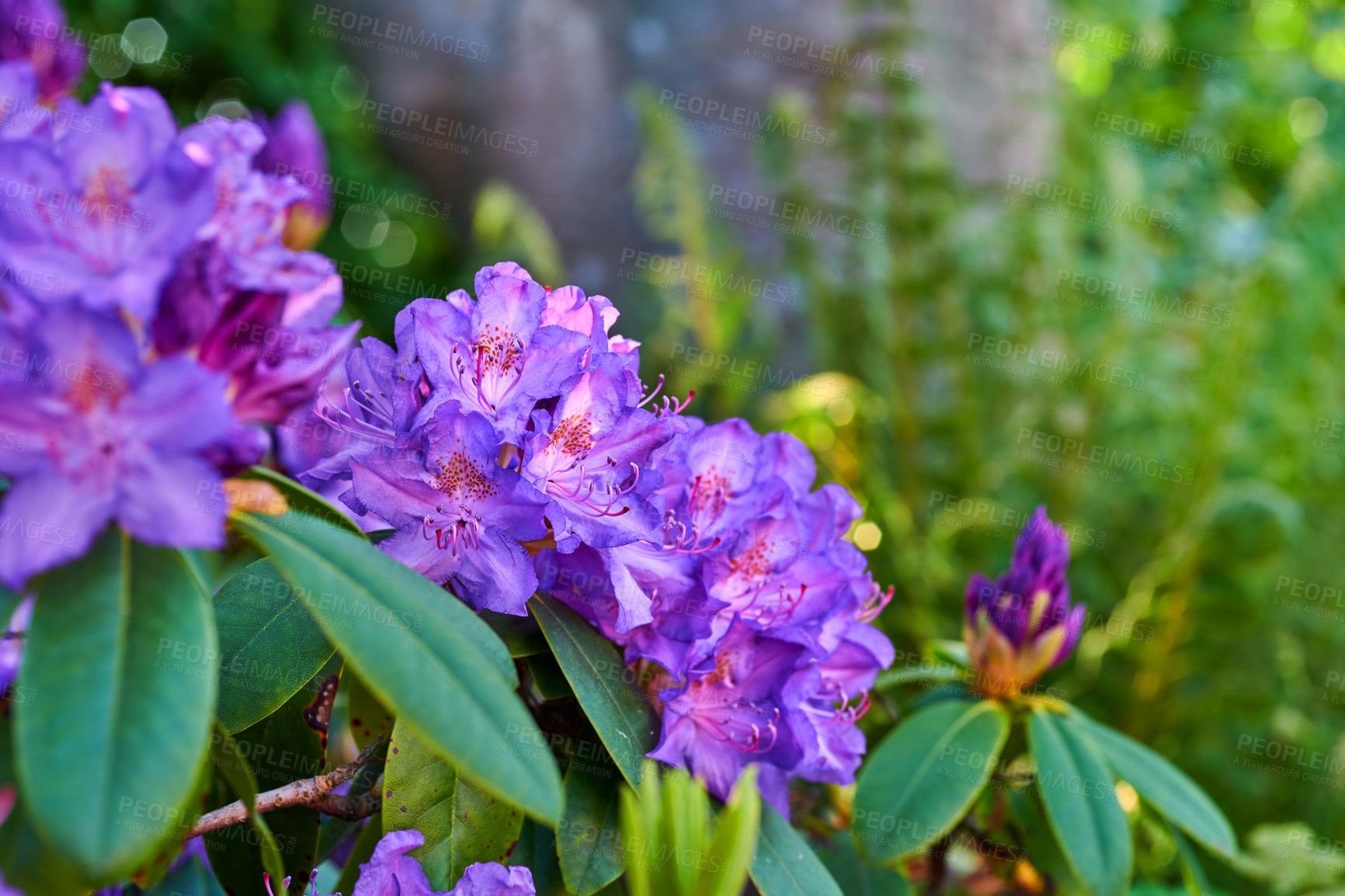 Buy stock photo Shot of beautiful flowers outside