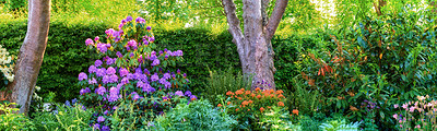 Buy stock photo Shot of beautiful flowers outside