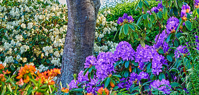 Buy stock photo Shot of beautiful flowers outside