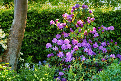 Buy stock photo Shot of beautiful flowers outside