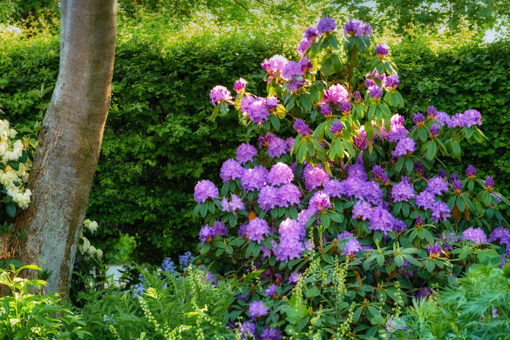 Buy stock photo Shot of beautiful flowers outside