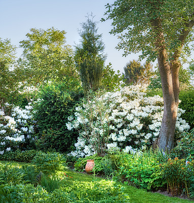 Buy stock photo Shot of beautiful flowers outside