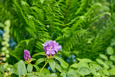 Buy stock photo Shot of beautiful flowers outside