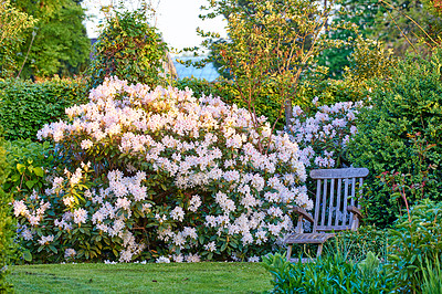 Buy stock photo Shot of beautiful flowers outside