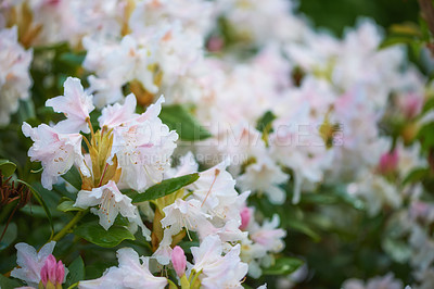 Buy stock photo Shot of beautiful flowers outside