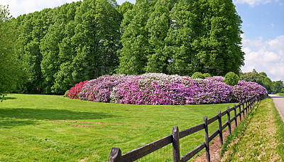 Buy stock photo Shot of beautiful flowers outside