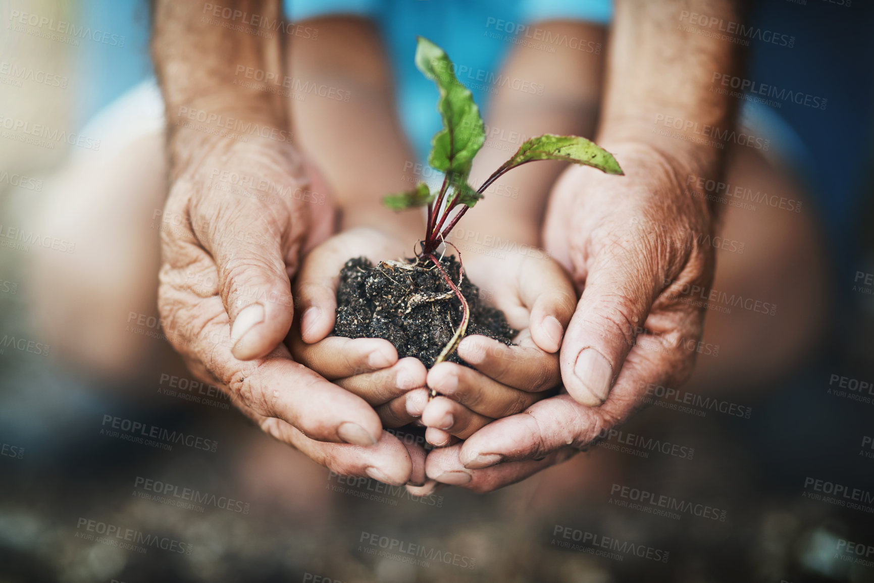 Buy stock photo Hands, child and grandparent with plant in nature for sustainability, learning and eco friendly growth. Hand, kid and senior person with leaf in soil for earth day, climate change or environment care