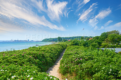 Buy stock photo A green lush area surrounded by sea in Denmark on a calm summer day. A scenic view of greenery with a pathway and blue cloudy sky in the background. Plants and flowers on both sides of the trail. 