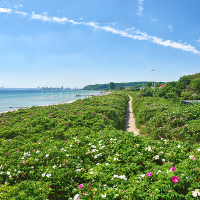 Buy stock photo A calm summer day at the beach and shore. Beautiful garden with flowers and a path to walk next to the seashore. A pleasant view of a beach with a garden under the bright blue sky. 