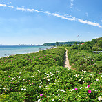 Summer day by the sea