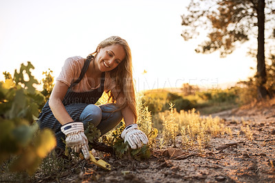 Buy stock photo Shot of a young woman tending to the crops on a farm