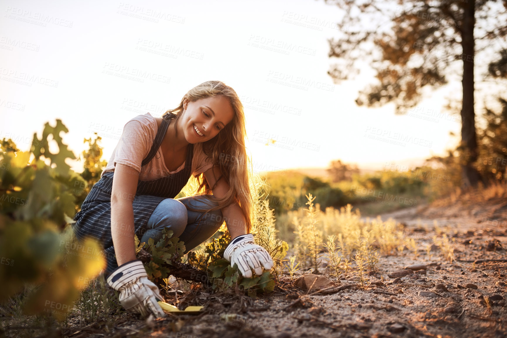 Buy stock photo Shot of a young woman tending to the crops on a farm