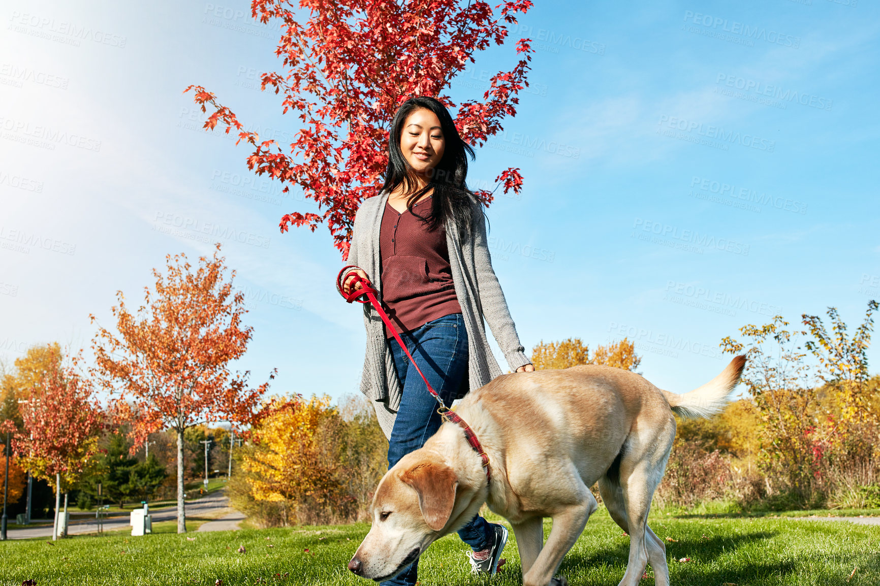 Buy stock photo Shot of a young woman taking her dog for a walk through the park