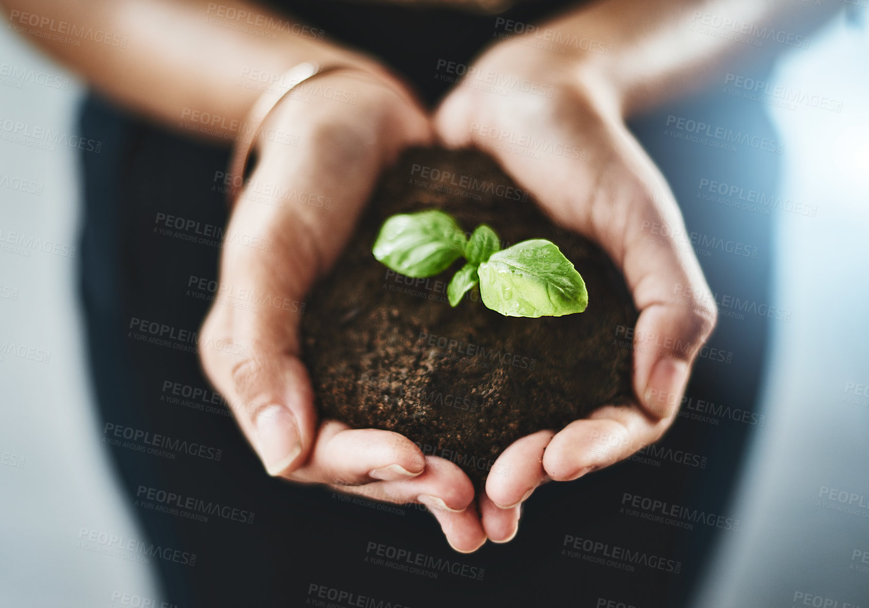 Buy stock photo Closeup shot of an unrecognizable businesswoman holding a plant growing out of soil