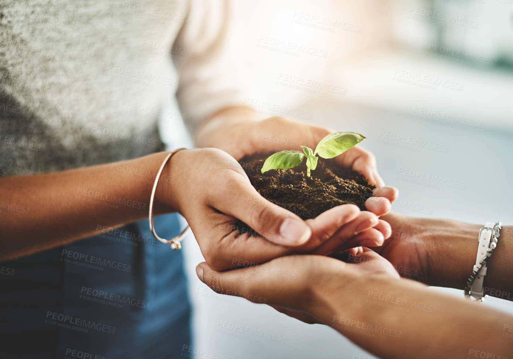 Buy stock photo Closeup of hands holding organic plant, reducing carbon footprint with ecology and being eco friendly together. Friends embracing clean energy, sustainable lifestyle and sprouting green leaf 