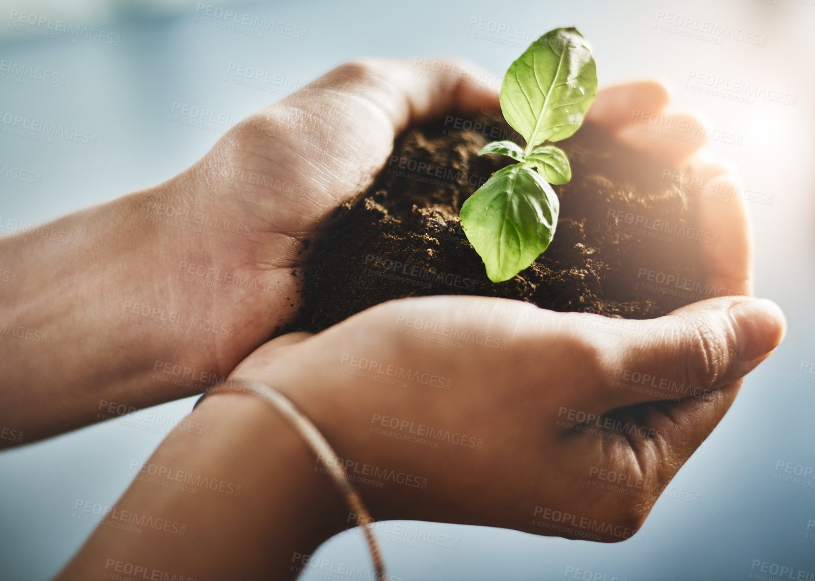 Buy stock photo Person holding in hands a seed plant and soil growth for environmental awareness conservation or sustainable development. Eco friendly, organic businesswoman with a tree growing in hand for Earth Day
