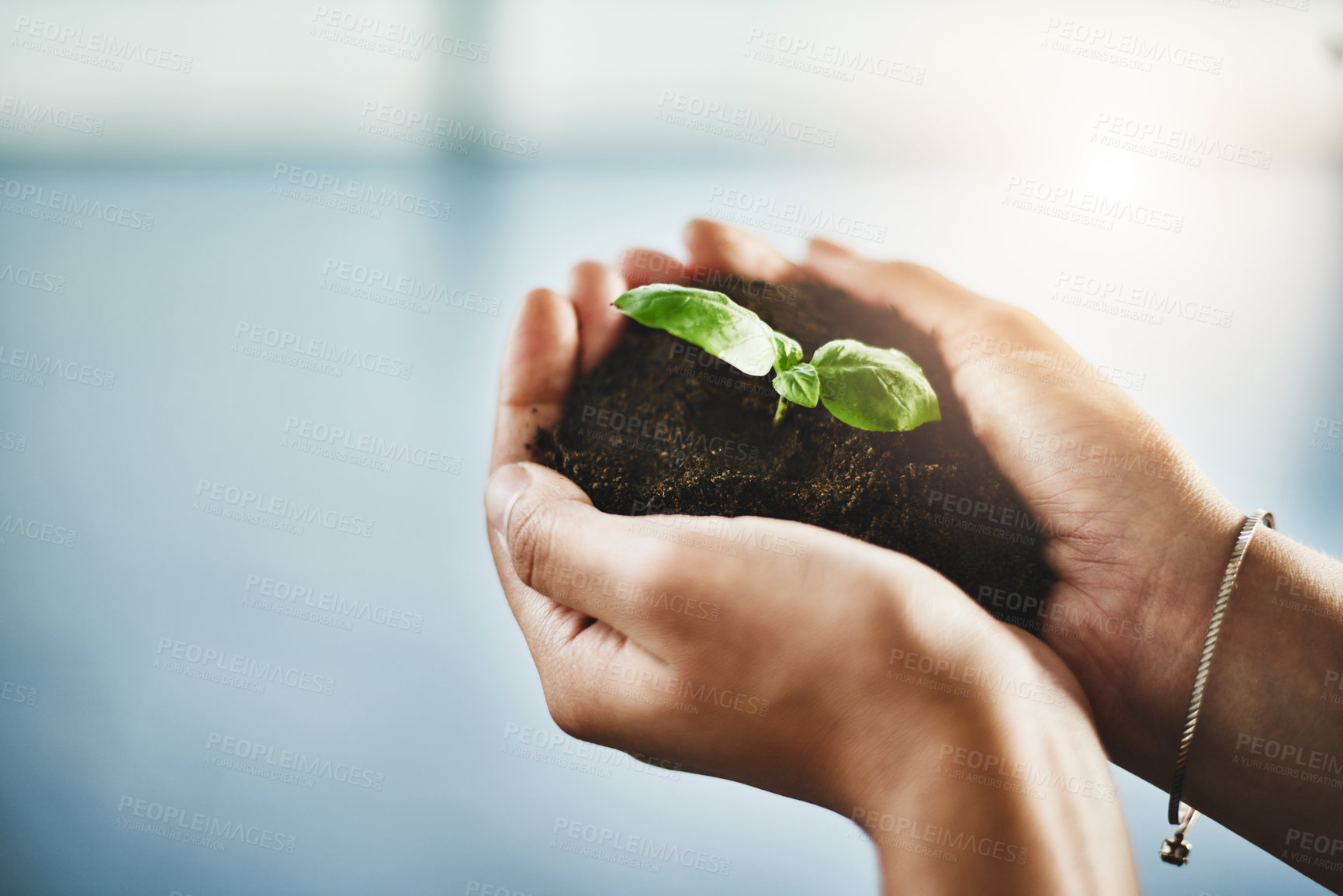Buy stock photo Growth, innovation and plant in hands of ecology entrepreneur showing development and sustainability in green business. Woman holding and supporting seed in soil in a growing startup with lens flare
