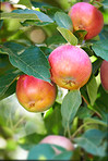 Fresh apple in the garden