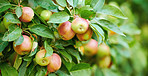 Fresh apple in the garden