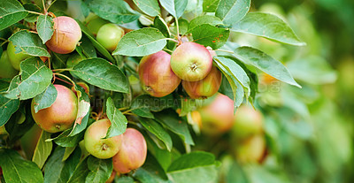 Buy stock photo Fresh apple in the garden