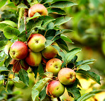 Fresh apple in the garden