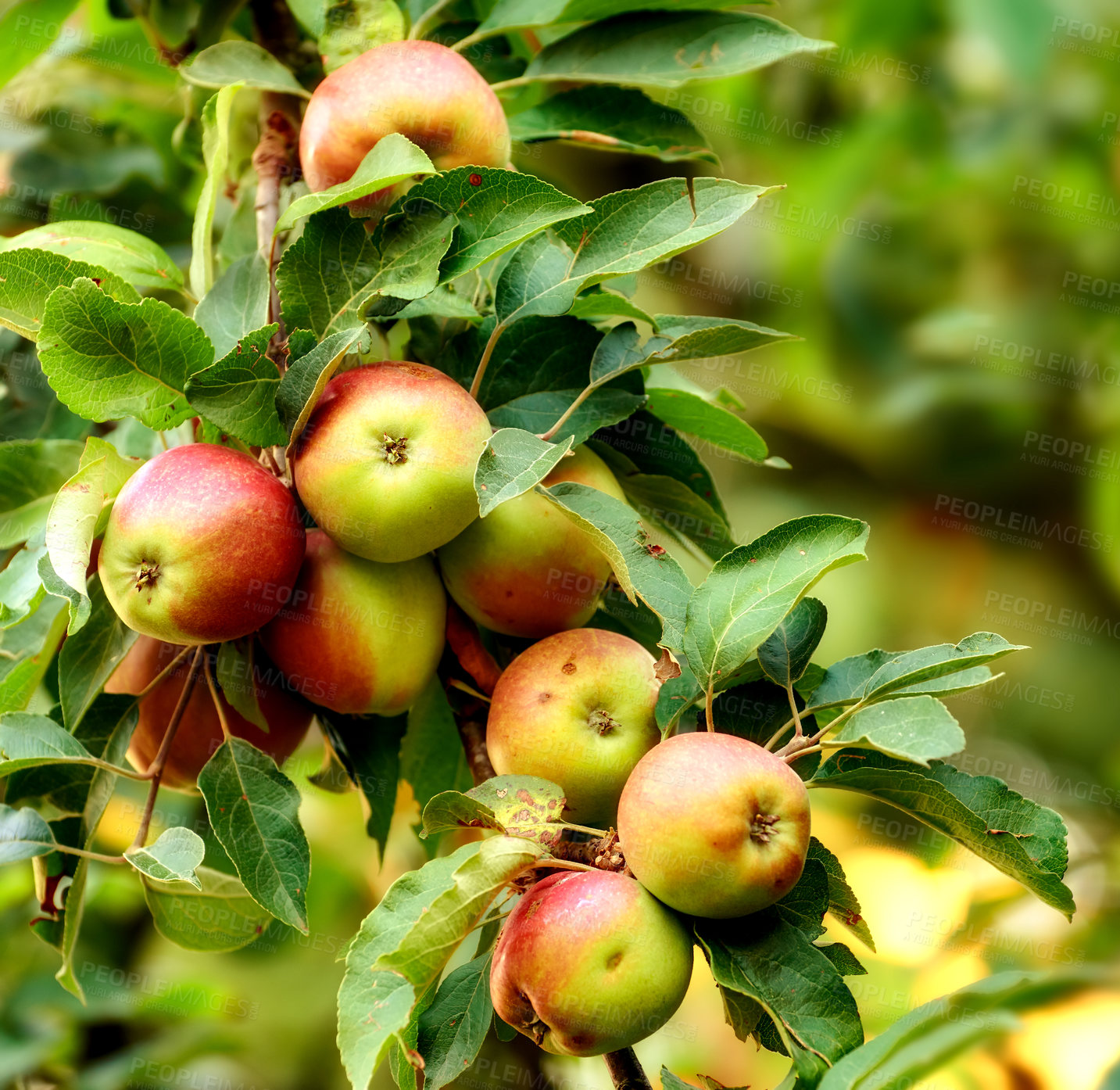Buy stock photo Fresh apple in the garden