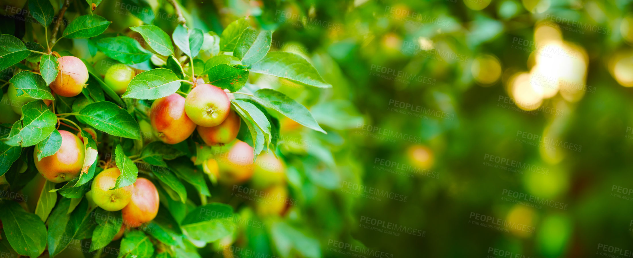 Buy stock photo Apple, tree and plants, growth and nature for sustainable farming and agriculture or garden background. Banner of red and green fruits growing on trees for healthy food, harvest and sustainability