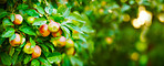 Fresh apple in the garden