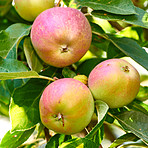 Fresh apple in the garden