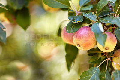 Buy stock photo Garden, apple and red fruit on tree with leaves, green plant and agriculture or sustainable farm with bokeh. Nature, apples and healthy food from farming, plants and natural fiber for nutrition