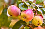 Fresh apple in the garden