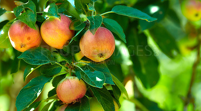 Buy stock photo Apple, red fruit and tree in garden or branch with leaves, green plant and agriculture or sustainable farm. Nature, apples and healthy food from farming, plants and natural fiber for nutrition