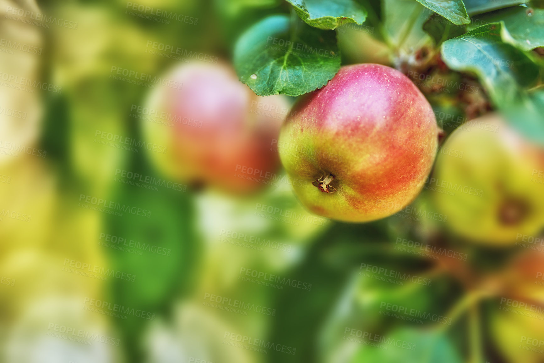 Buy stock photo Apple, garden and red fruit on tree or branch with leaves, green plant and agriculture or sustainable farm. Nature, apples and healthy food from farming, plants and natural fiber for nutrition