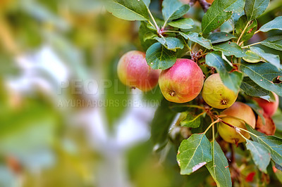 Buy stock photo Garden, apple and red fruit on tree or branch with leaves, green plant and agriculture or sustainable farm. Nature, apples and healthy food from farming, plants and natural fiber for nutrition