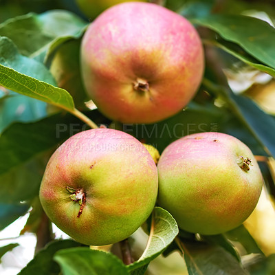 Buy stock photo Apples, trees closeup and green plants in nature for growth, farming and agriculture or nutrition background. Red and green fruits on leaves grow in sustainable orchard for healthy food and harvest
