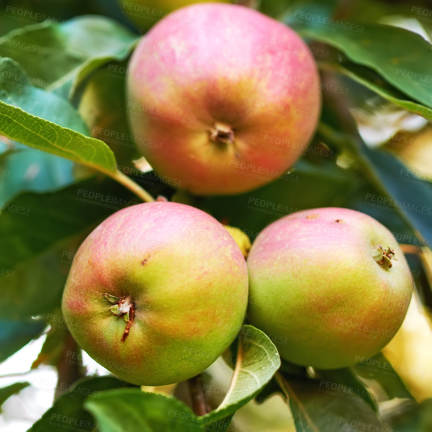Buy stock photo Apples, trees closeup and green plants in nature for growth, farming and agriculture or nutrition background. Red and green fruits on leaves grow in sustainable orchard for healthy food and harvest
