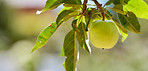 Fresh apple in the garden