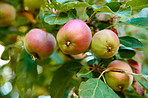 Fresh apple in the garden