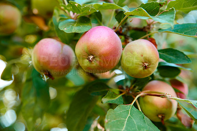 Buy stock photo Fresh apple in the garden