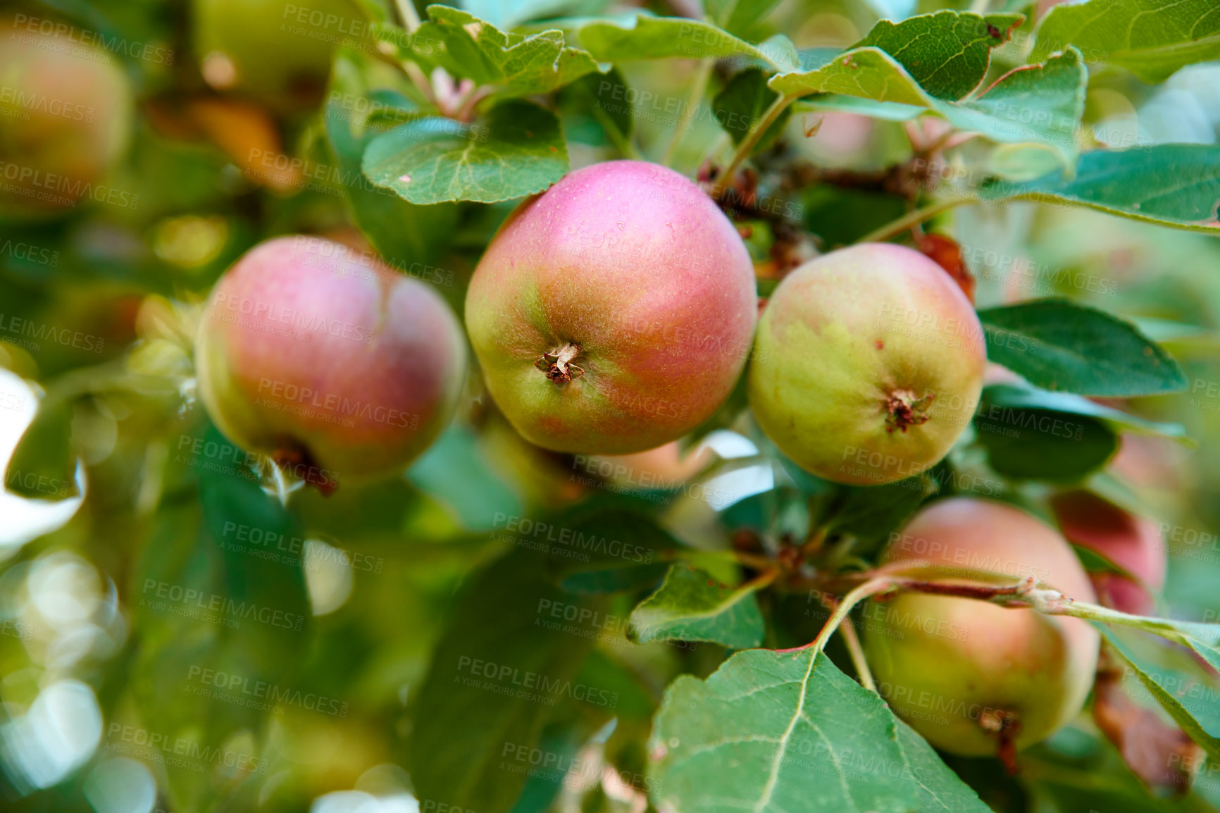 Buy stock photo Fresh apple in the garden