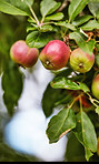 Fresh apple in the garden